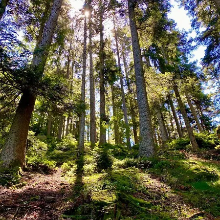 Zur Bierliebe - Mit Toller Aussicht Im Herzen Des Schwarzwaldes Apartment