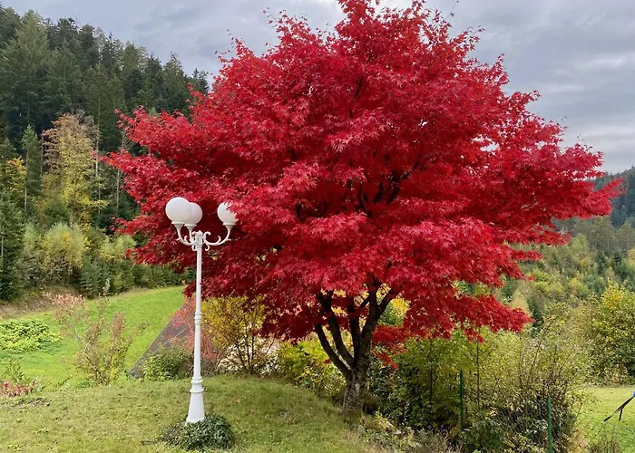 Zur Bierliebe - Mit Toller Aussicht Im Herzen Des Schwarzwaldes Daire *